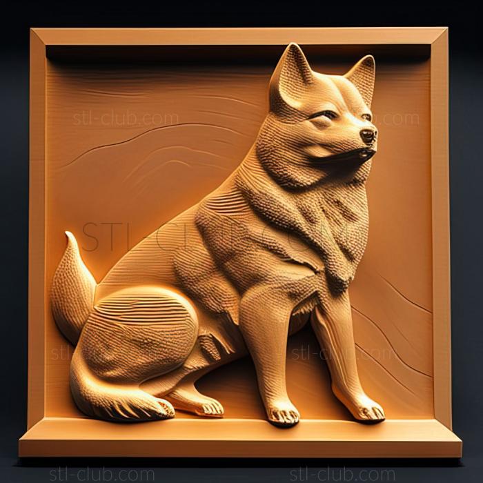 st Shikoku dog breed dog